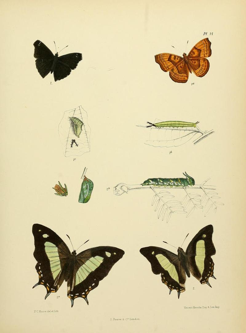 MooreThe Lepidoptera of CeylonPlate14