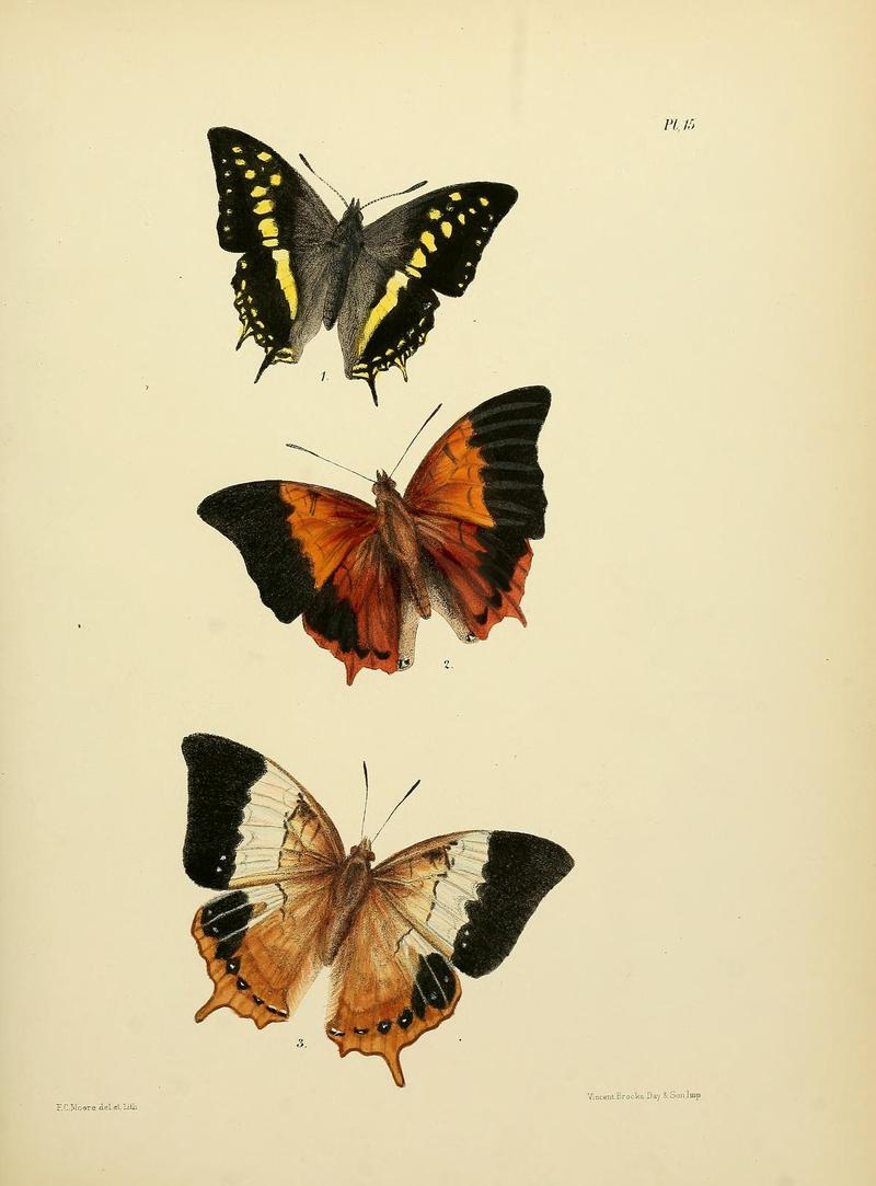 MooreThe Lepidoptera of CeylonPlate15