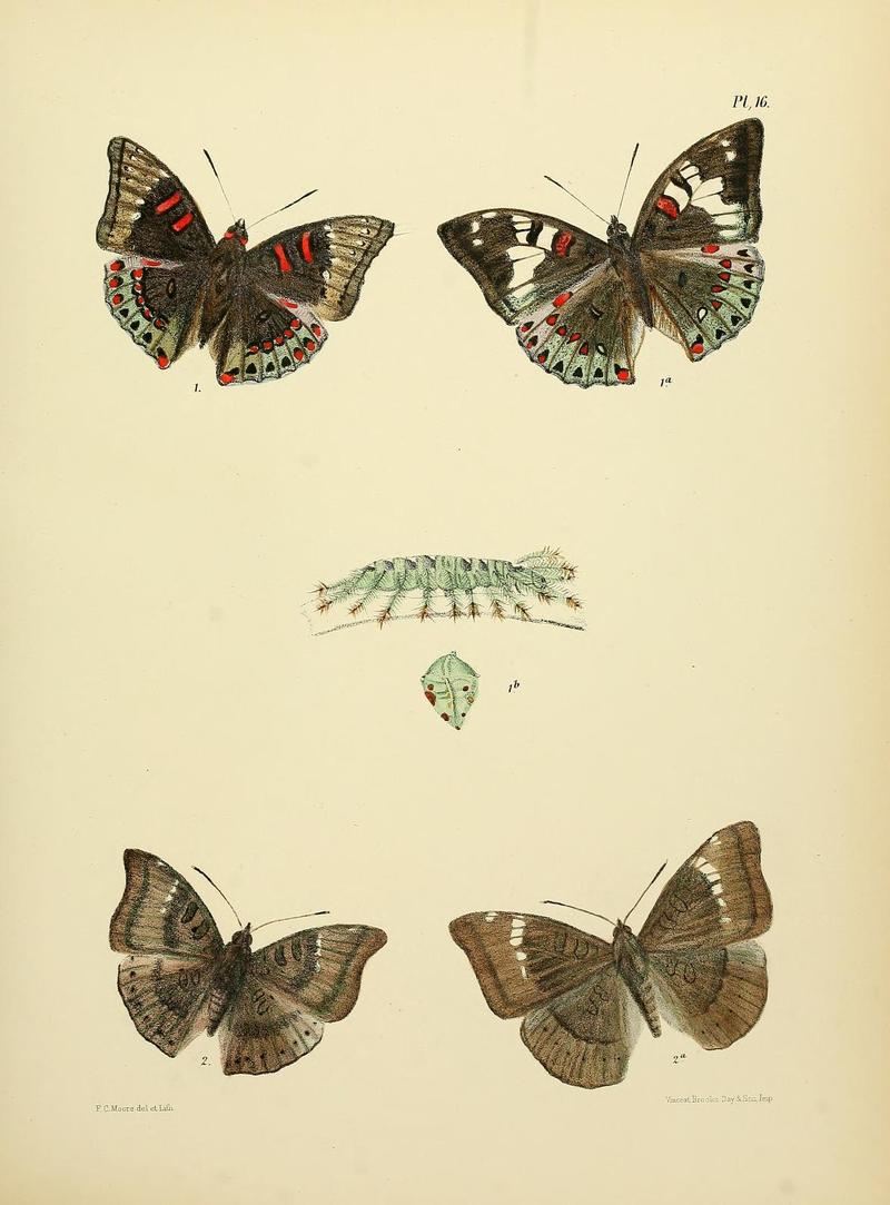 MooreThe Lepidoptera of CeylonPlate16