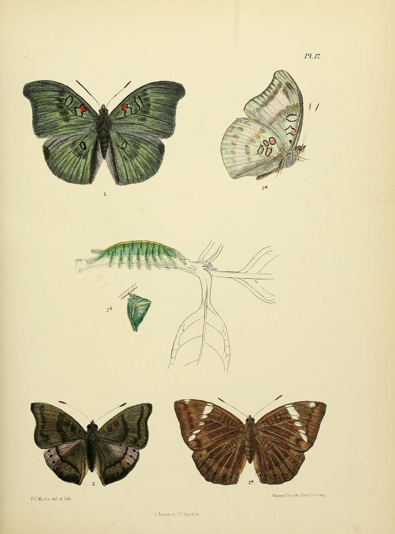 MooreThe Lepidoptera of CeylonPlate17