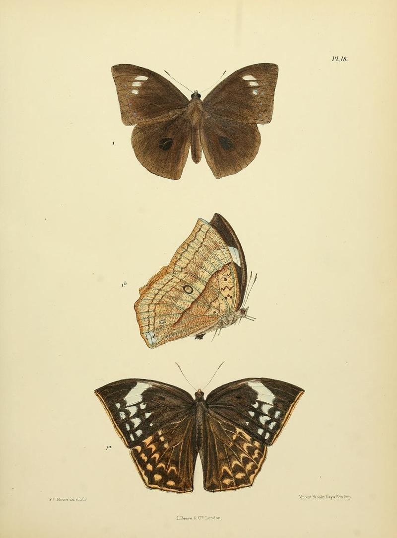 MooreThe Lepidoptera of CeylonPlate18