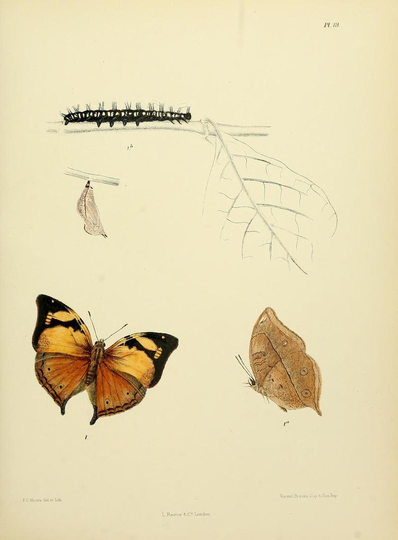 MooreThe Lepidoptera of CeylonPlate19