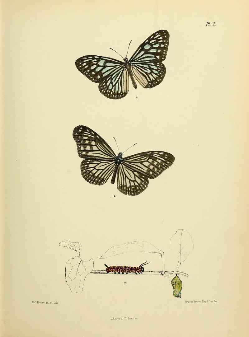 MooreThe Lepidoptera of CeylonPlate2