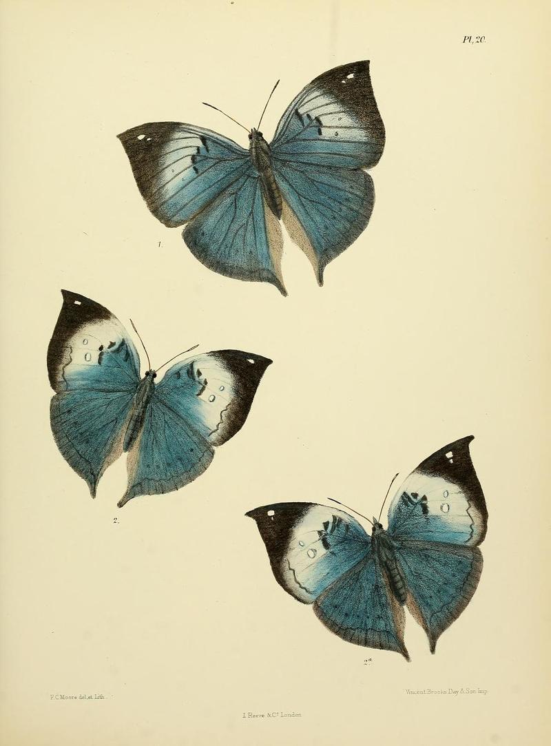 MooreThe Lepidoptera of CeylonPlate20