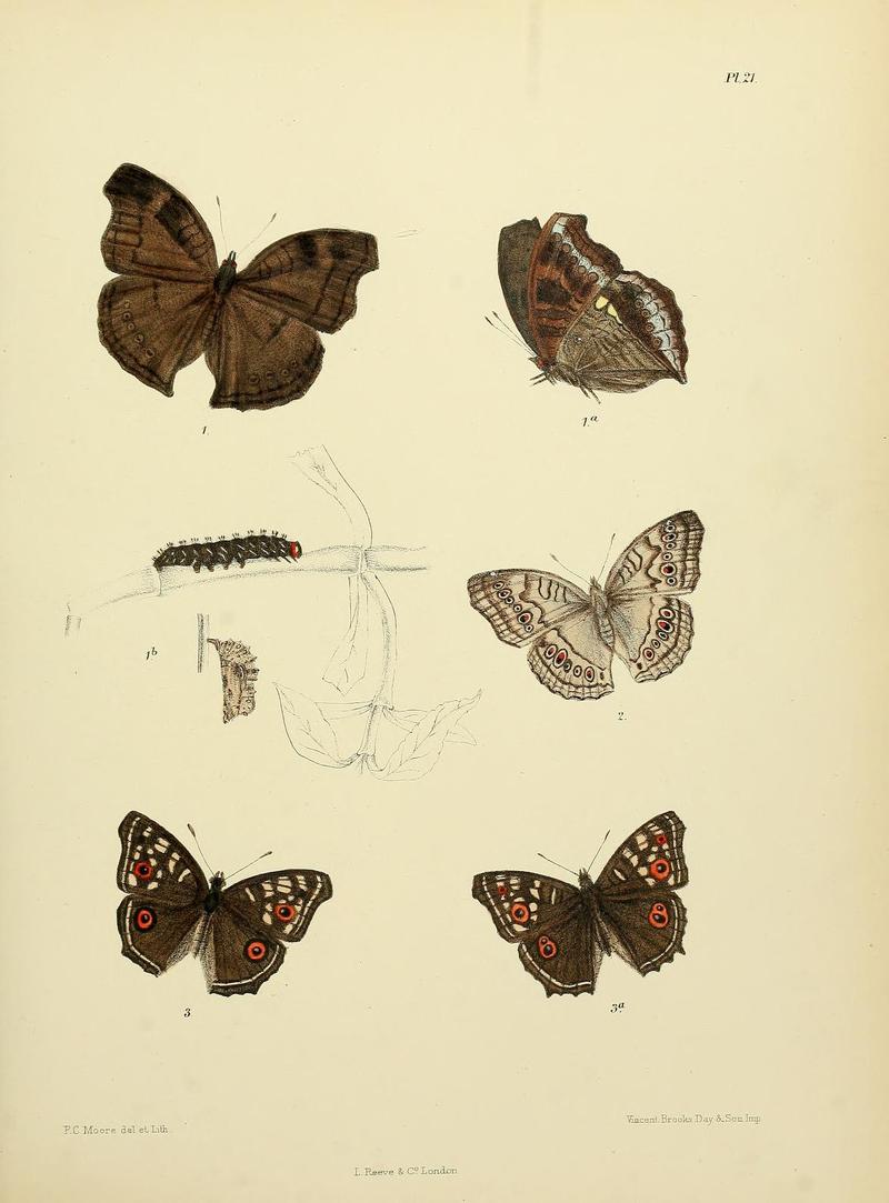 MooreThe Lepidoptera of CeylonPlate21