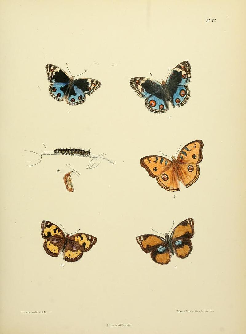 MooreThe Lepidoptera of CeylonPlate22