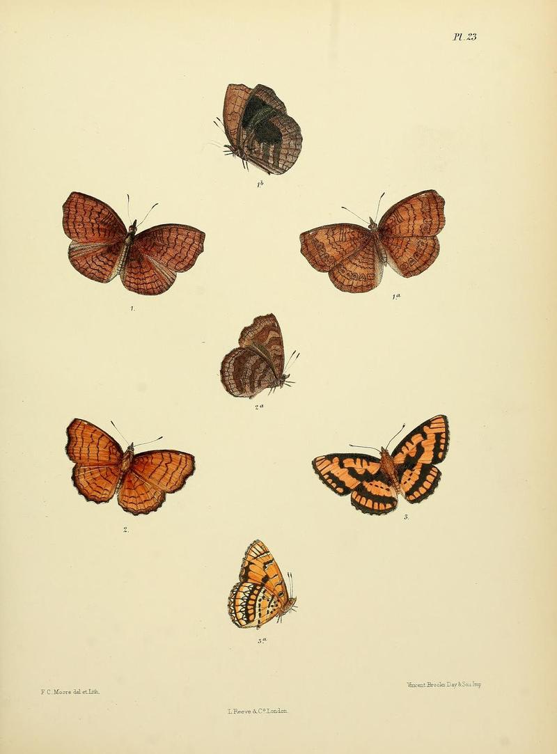 MooreThe Lepidoptera of CeylonPlate23