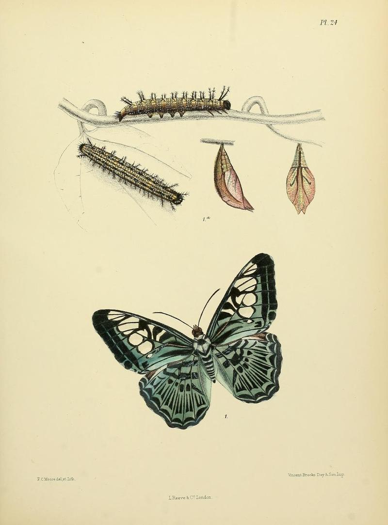 MooreThe Lepidoptera of CeylonPlate24