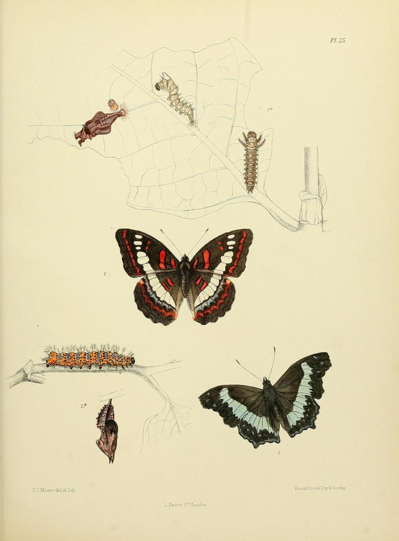 MooreThe Lepidoptera of CeylonPlate25