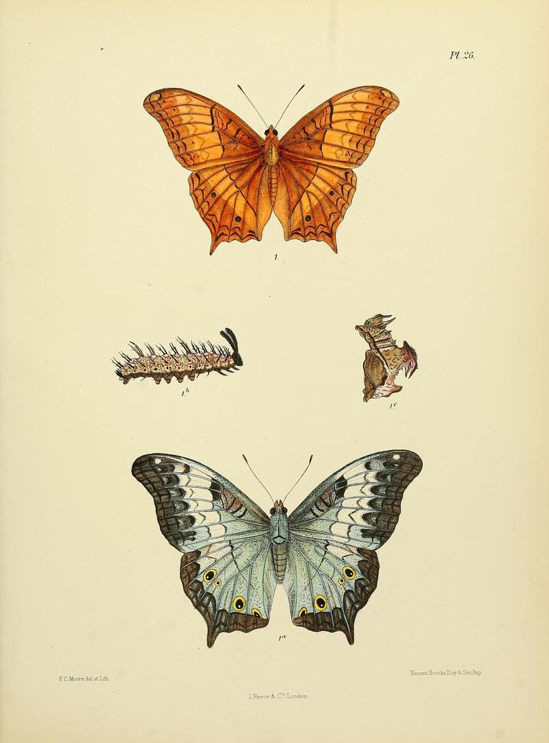 MooreThe Lepidoptera of CeylonPlate26