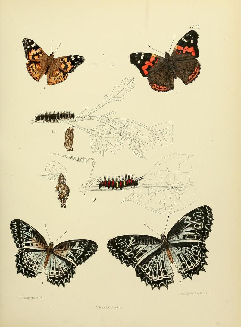 MooreThe Lepidoptera of CeylonPlate27