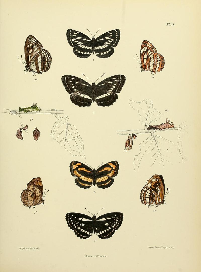 MooreThe Lepidoptera of CeylonPlate28