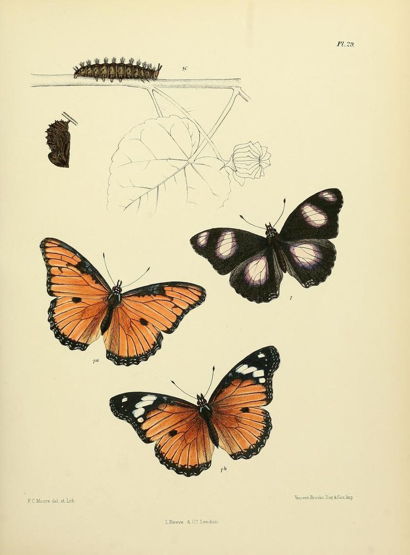 MooreThe Lepidoptera of CeylonPlate29