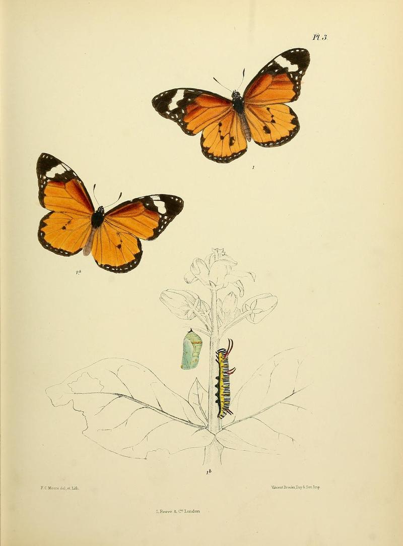 MooreThe Lepidoptera of CeylonPlate3