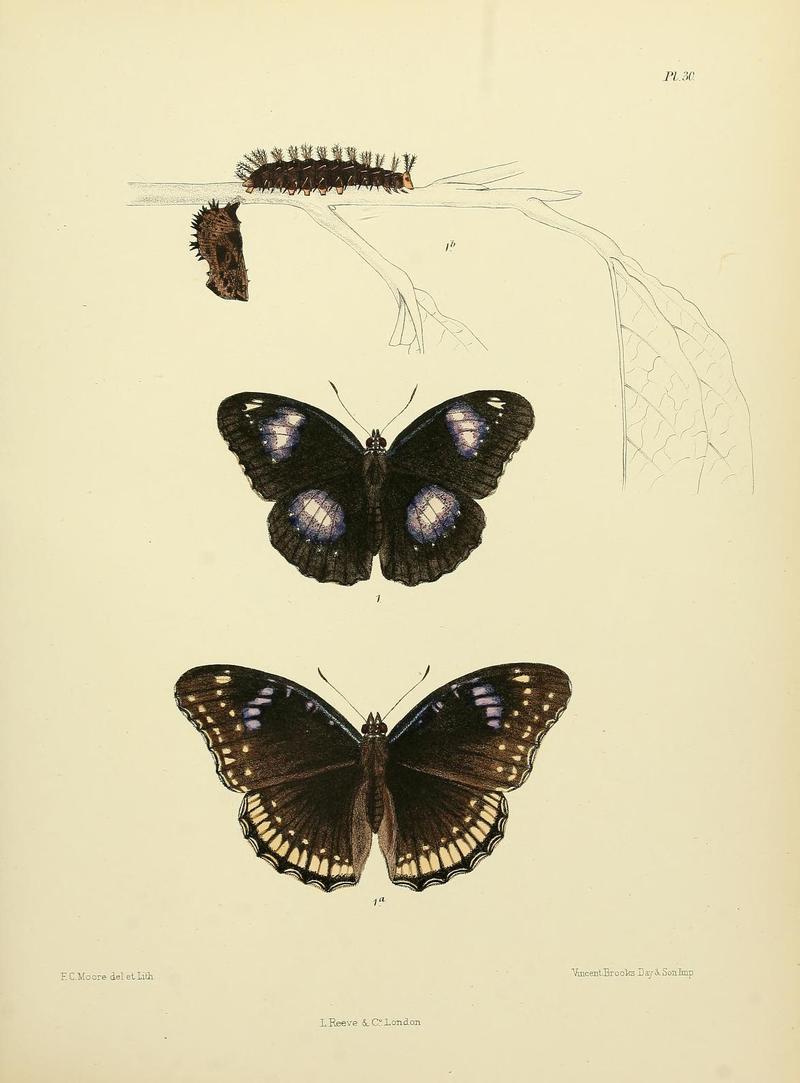 MooreThe Lepidoptera of CeylonPlate30