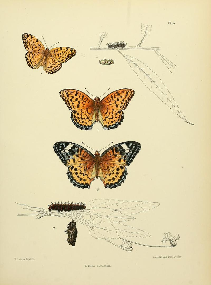 MooreThe Lepidoptera of CeylonPlate31