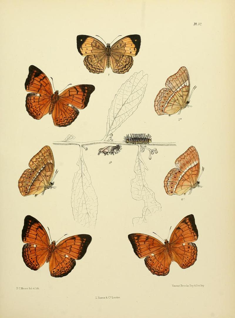 MooreThe Lepidoptera of CeylonPlate32