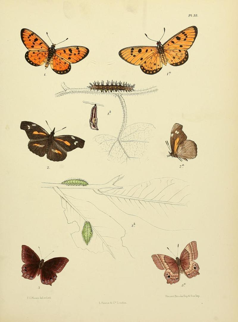 MooreThe Lepidoptera of CeylonPlate33