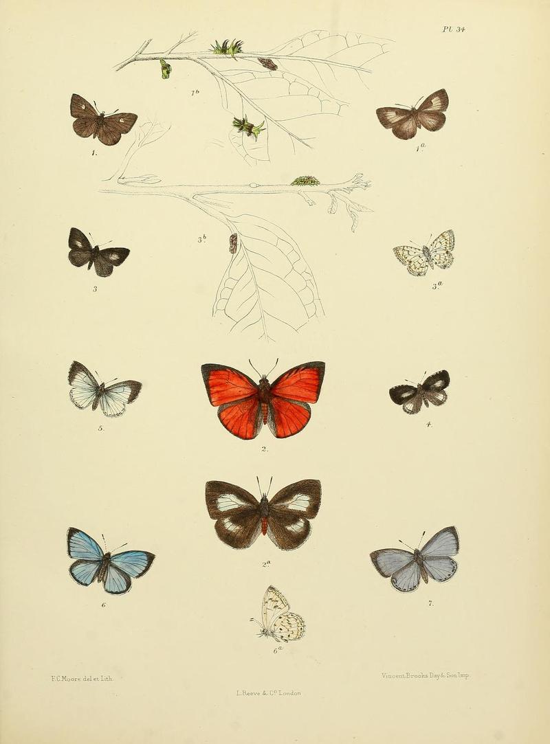 MooreThe Lepidoptera of CeylonPlate34