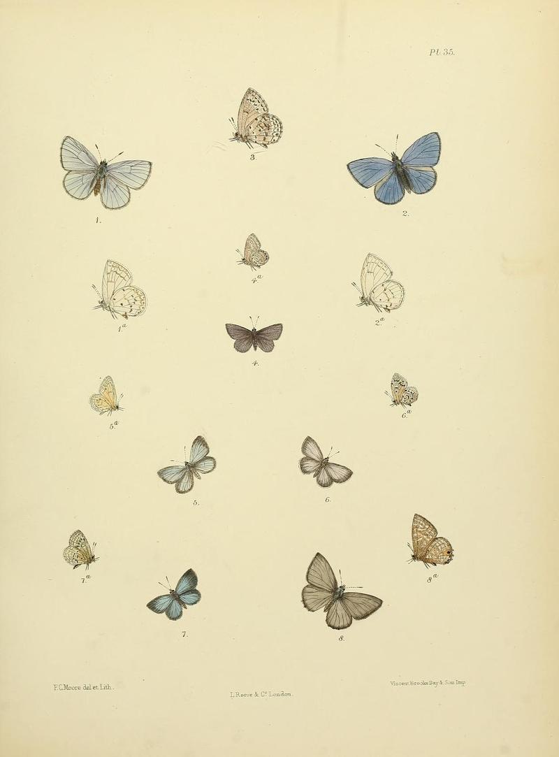 MooreThe Lepidoptera of CeylonPlate35