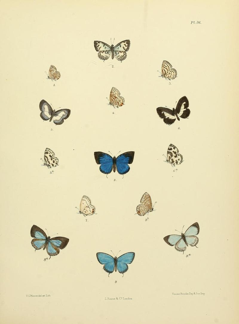 MooreThe Lepidoptera of CeylonPlate36