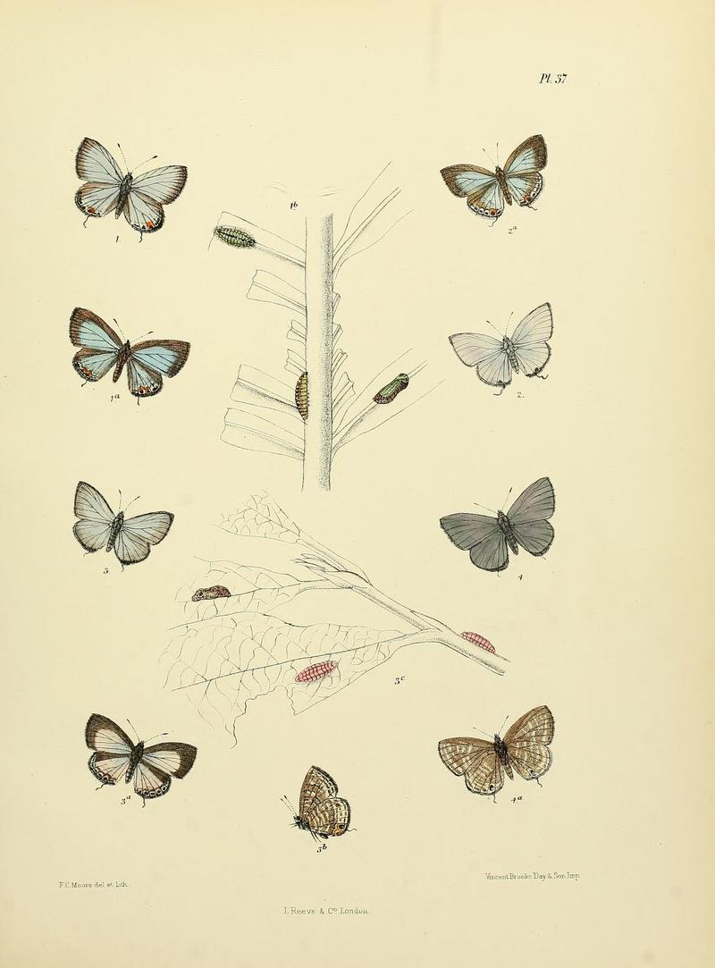 MooreThe Lepidoptera of CeylonPlate37