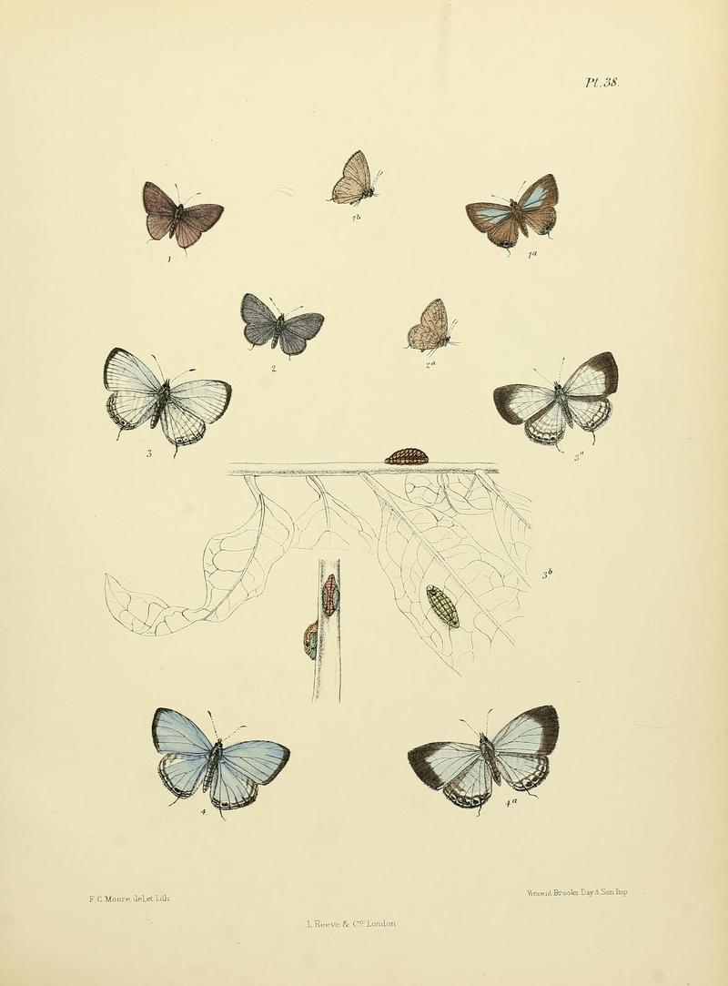 MooreThe Lepidoptera of CeylonPlate38