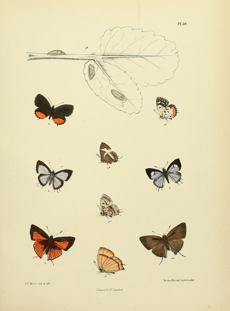 MooreThe Lepidoptera of CeylonPlate39