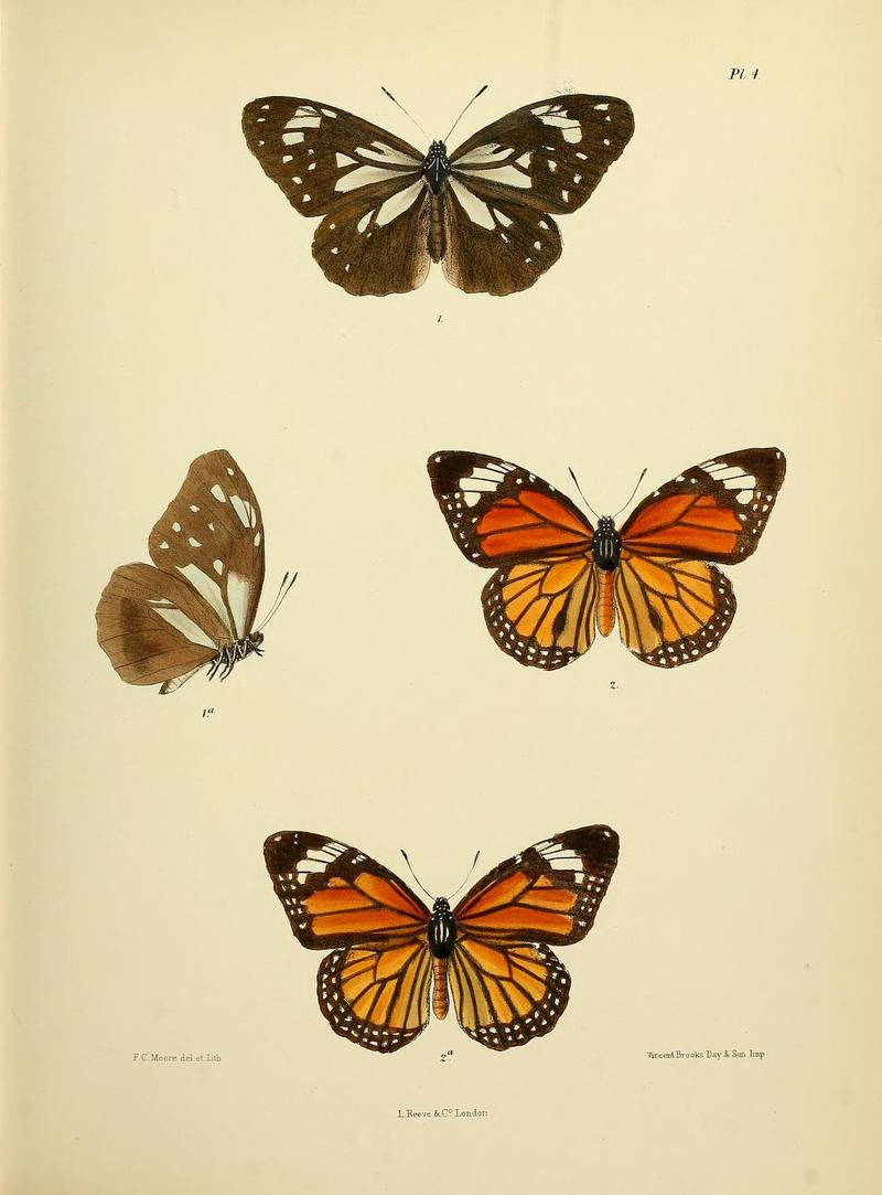 MooreThe Lepidoptera of CeylonPlate4