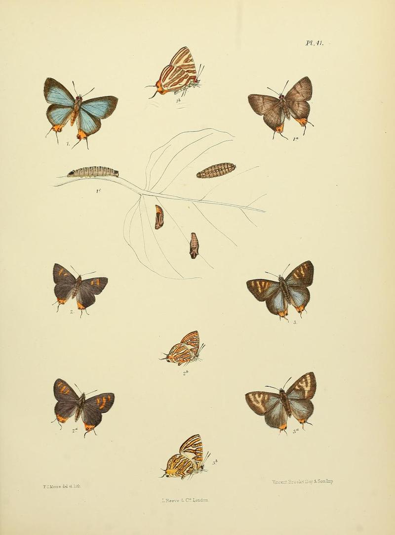 MooreThe Lepidoptera of CeylonPlate41