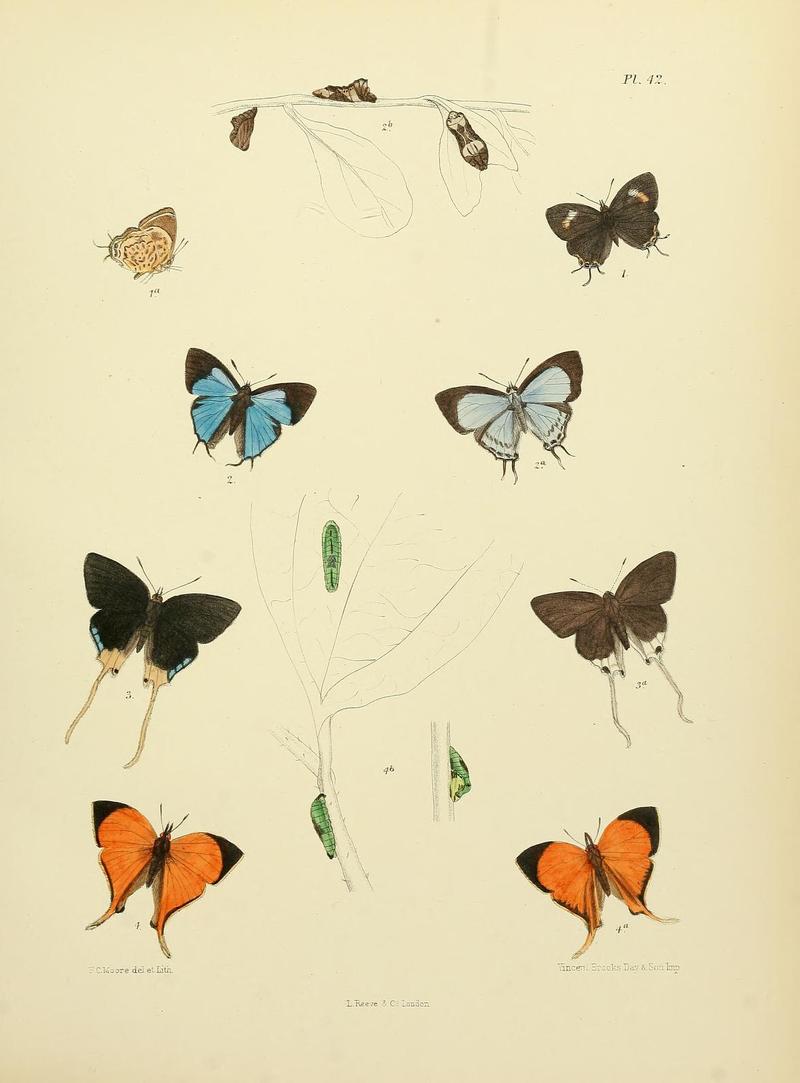 MooreThe Lepidoptera of CeylonPlate42