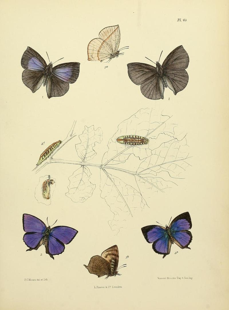 MooreThe Lepidoptera of CeylonPlate43