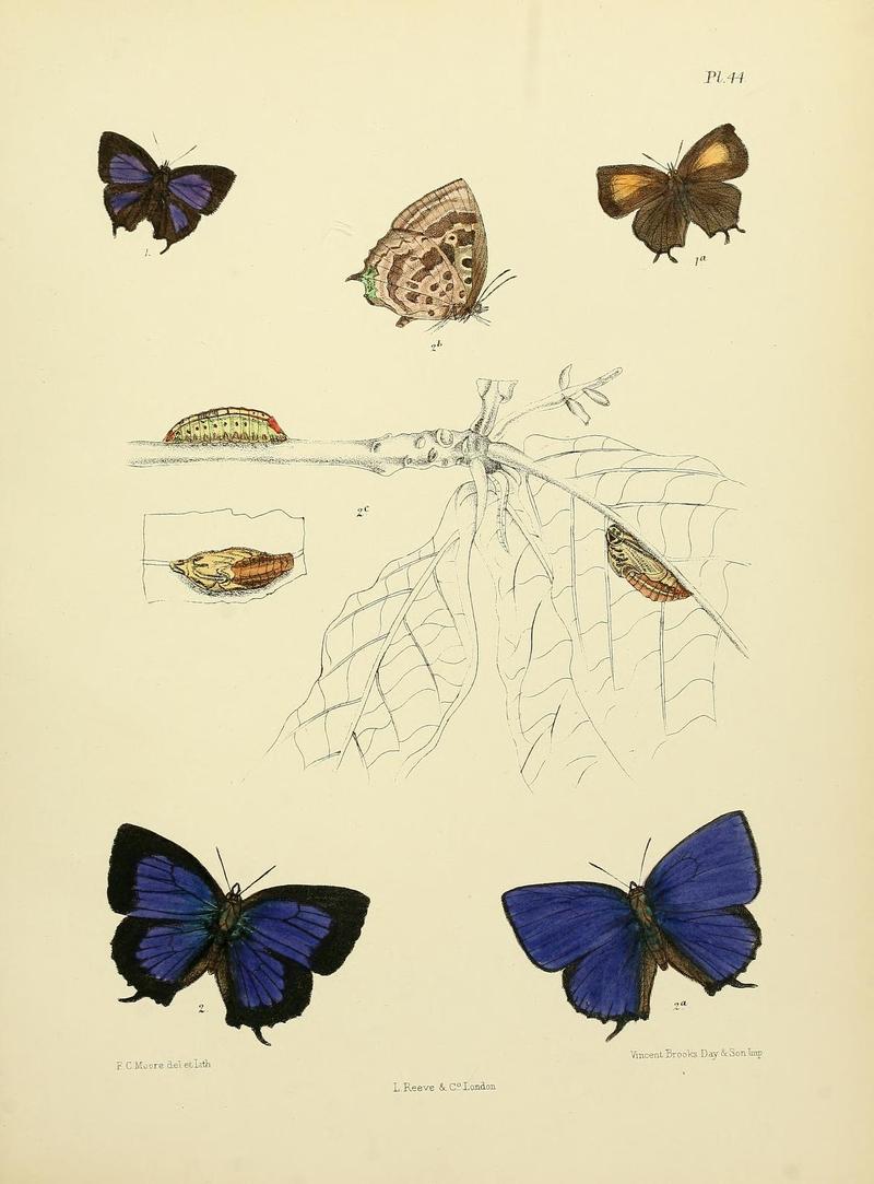 MooreThe Lepidoptera of CeylonPlate44