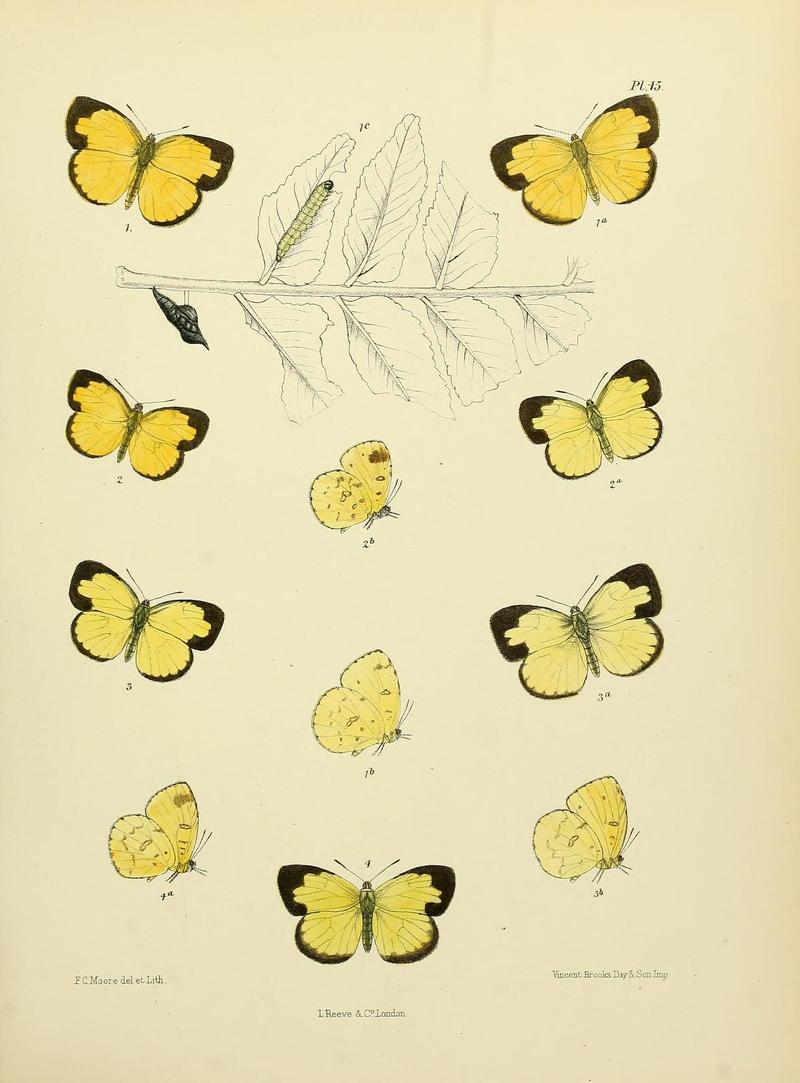 MooreThe Lepidoptera of CeylonPlate45