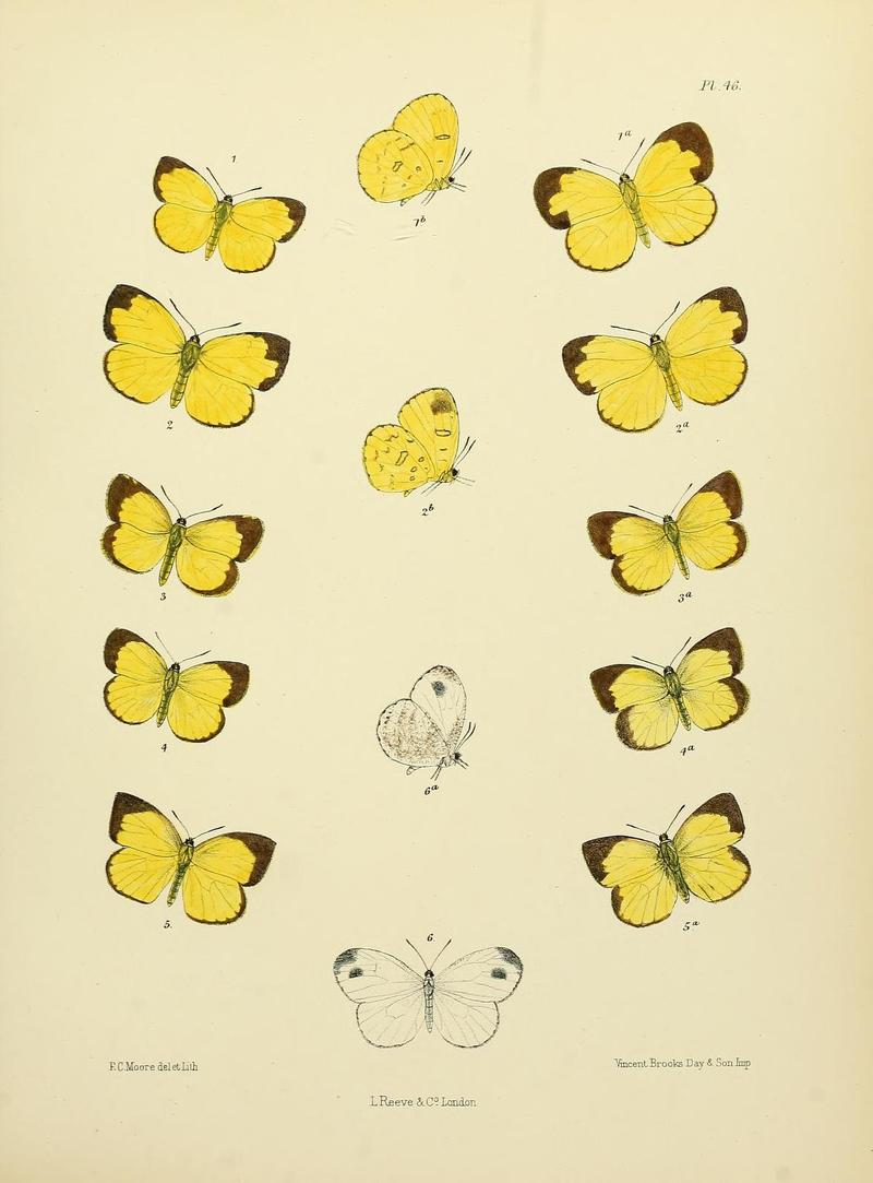 MooreThe Lepidoptera of CeylonPlate46