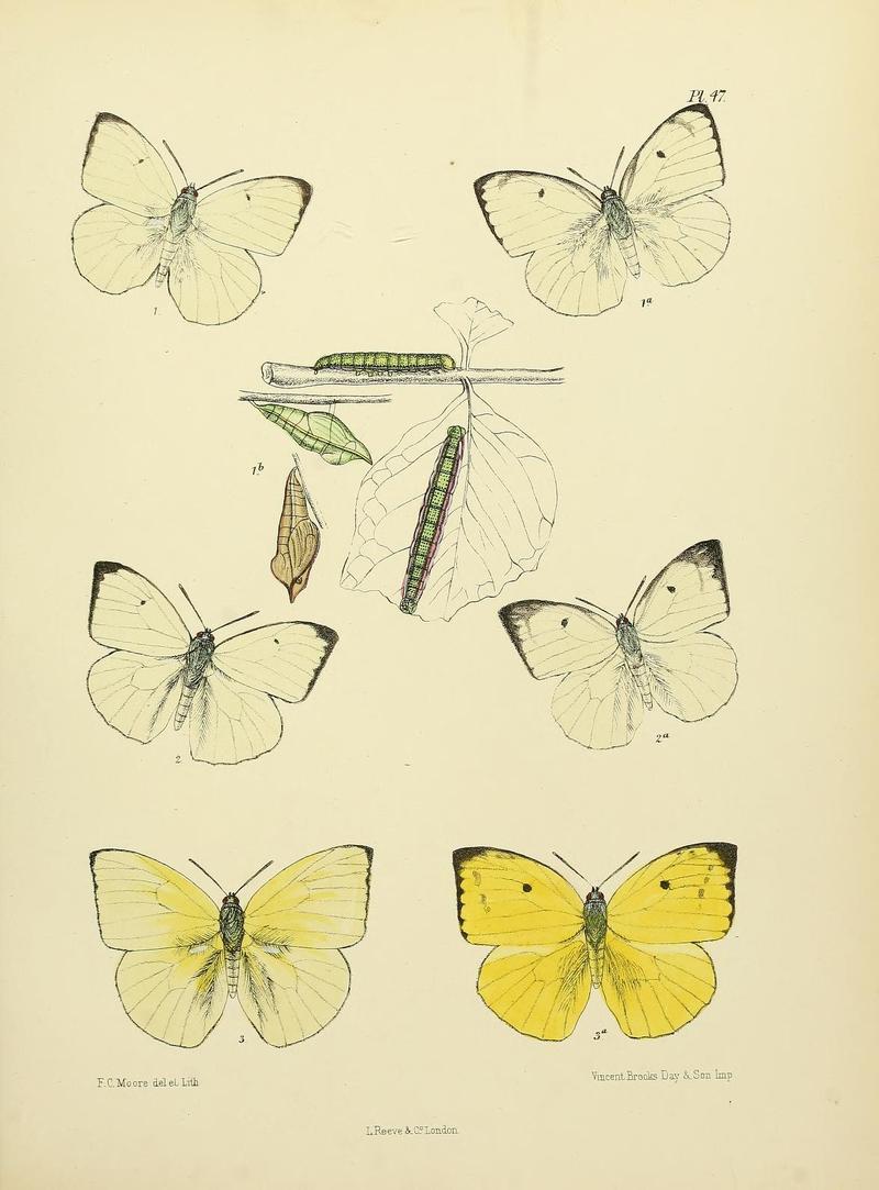 MooreThe Lepidoptera of CeylonPlate47