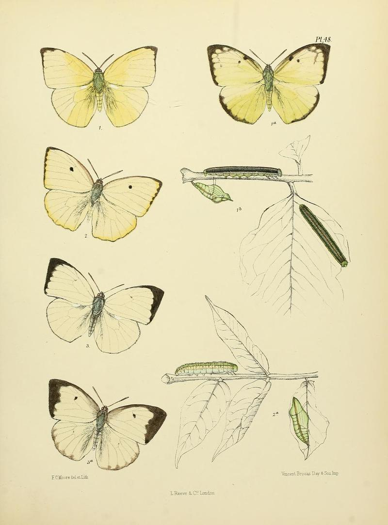 MooreThe Lepidoptera of CeylonPlate48