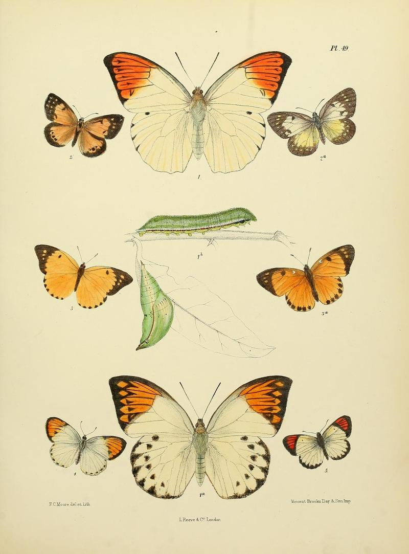 MooreThe Lepidoptera of CeylonPlate49