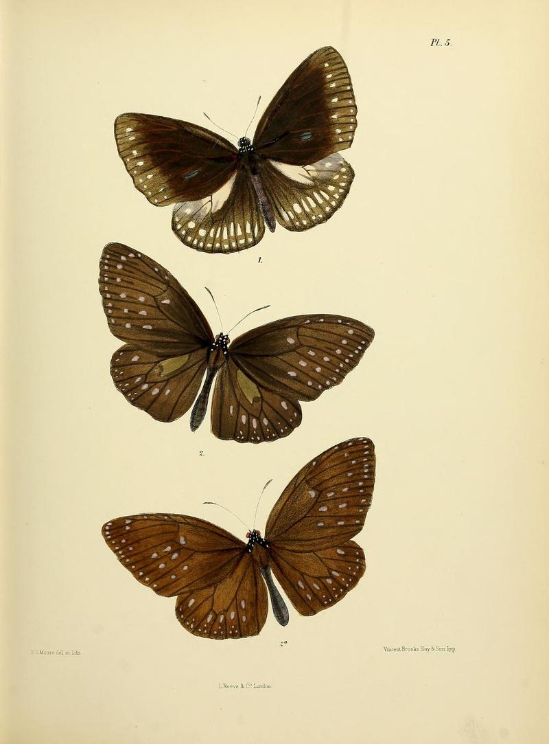 MooreThe Lepidoptera of CeylonPlate5