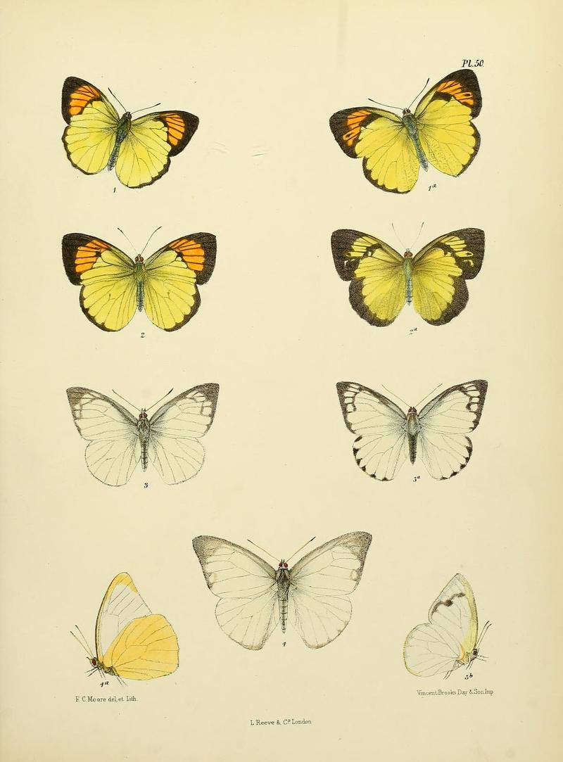 MooreThe Lepidoptera of CeylonPlate50