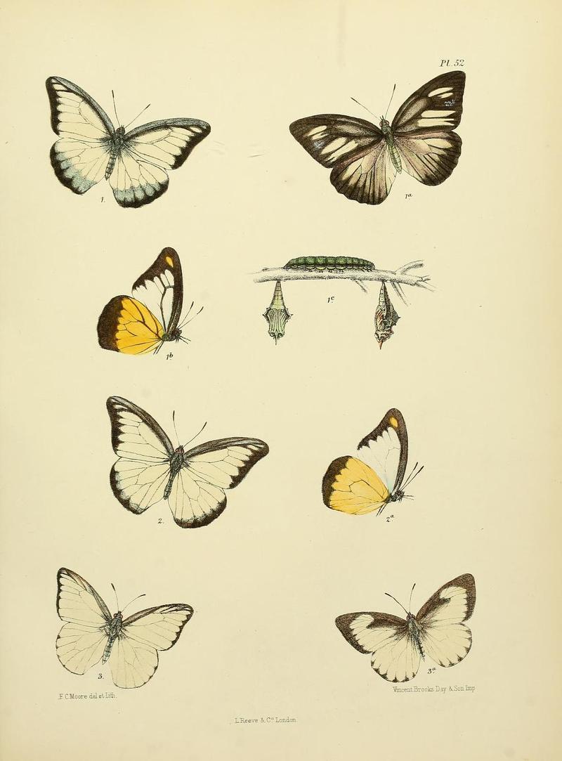 MooreThe Lepidoptera of CeylonPlate52