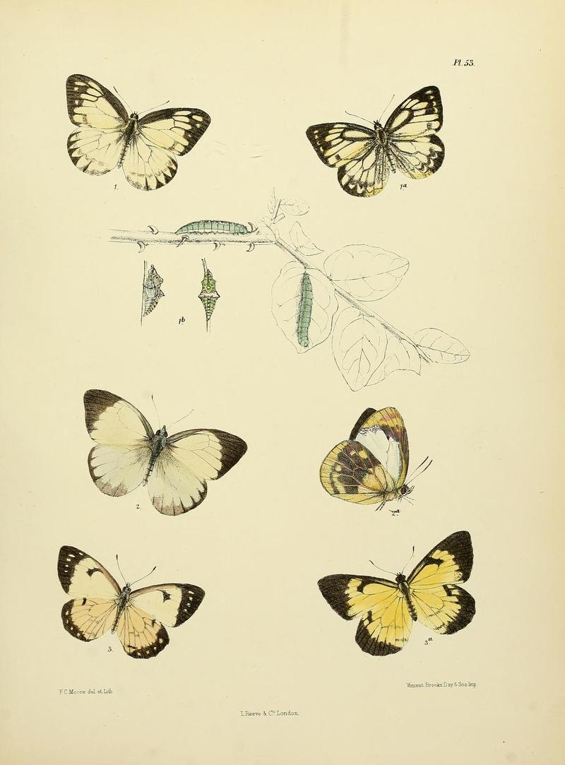 MooreThe Lepidoptera of CeylonPlate53