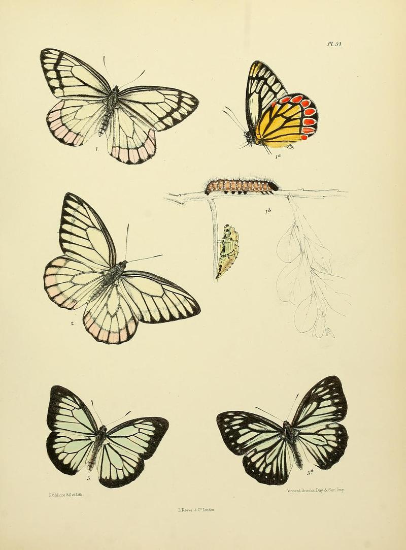 MooreThe Lepidoptera of CeylonPlate54