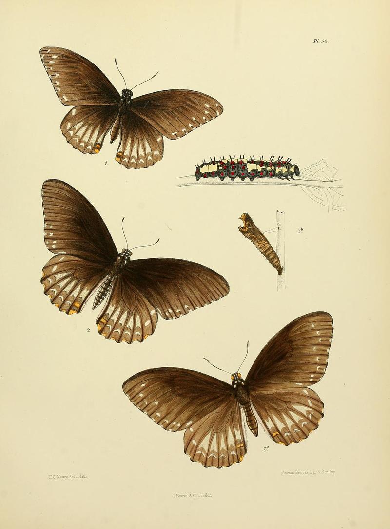 MooreThe Lepidoptera of CeylonPlate56