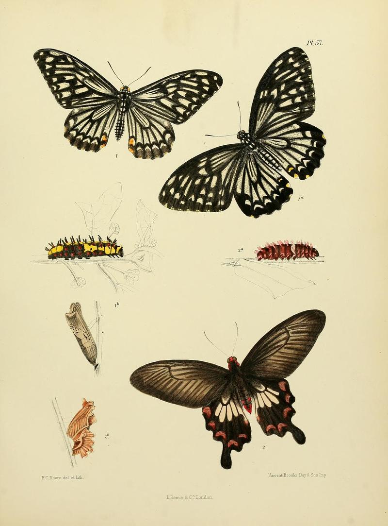 MooreThe Lepidoptera of CeylonPlate57