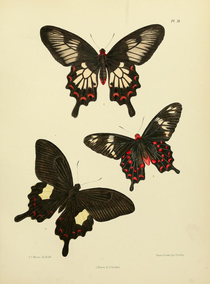 MooreThe Lepidoptera of CeylonPlate58