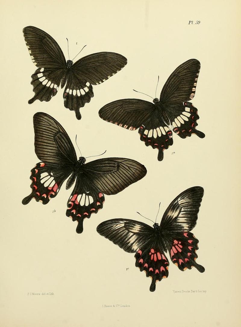 MooreThe Lepidoptera of CeylonPlate59