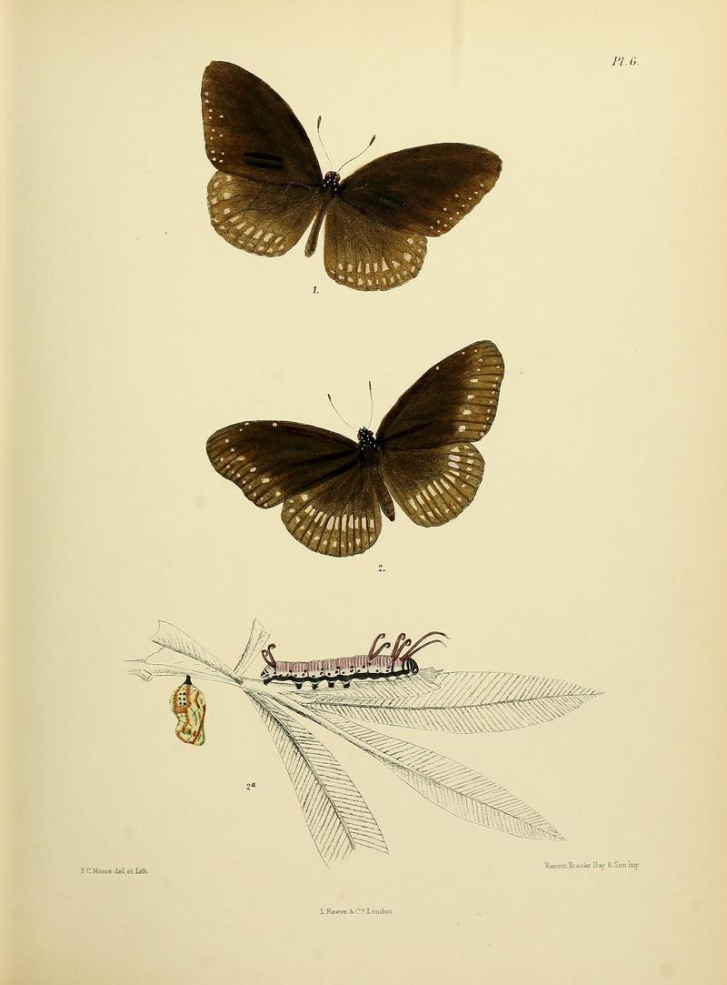 MooreThe Lepidoptera of CeylonPlate6