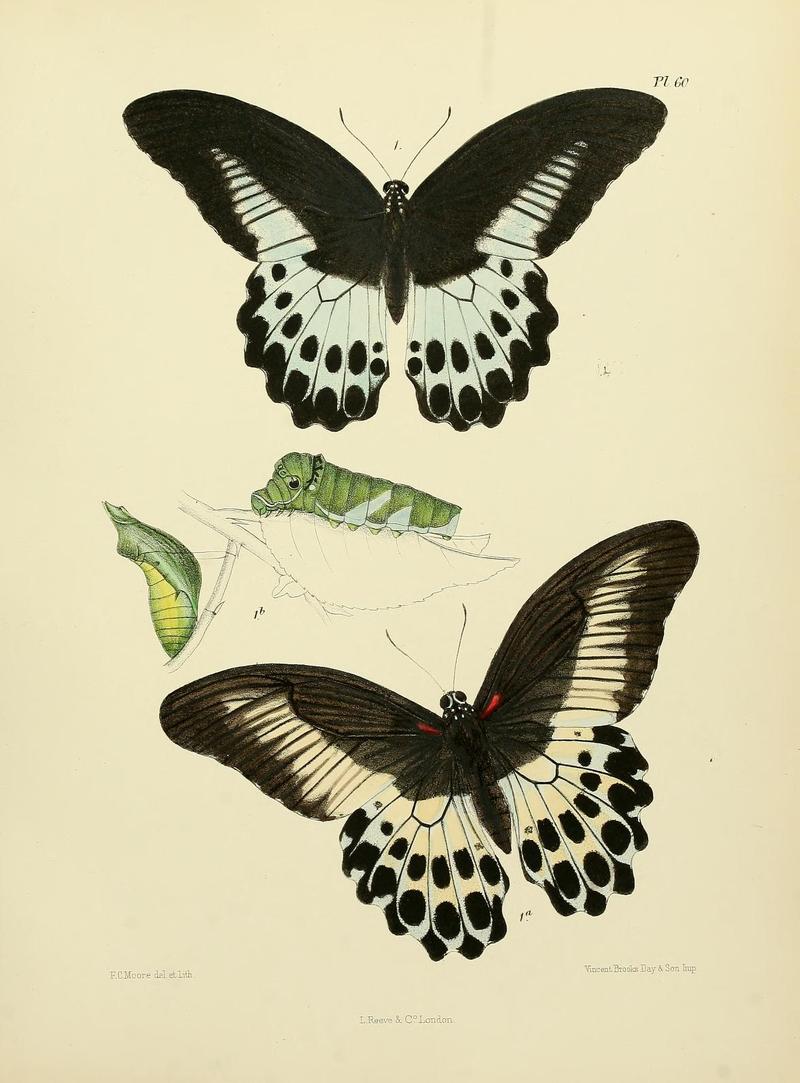 MooreThe Lepidoptera of CeylonPlate60