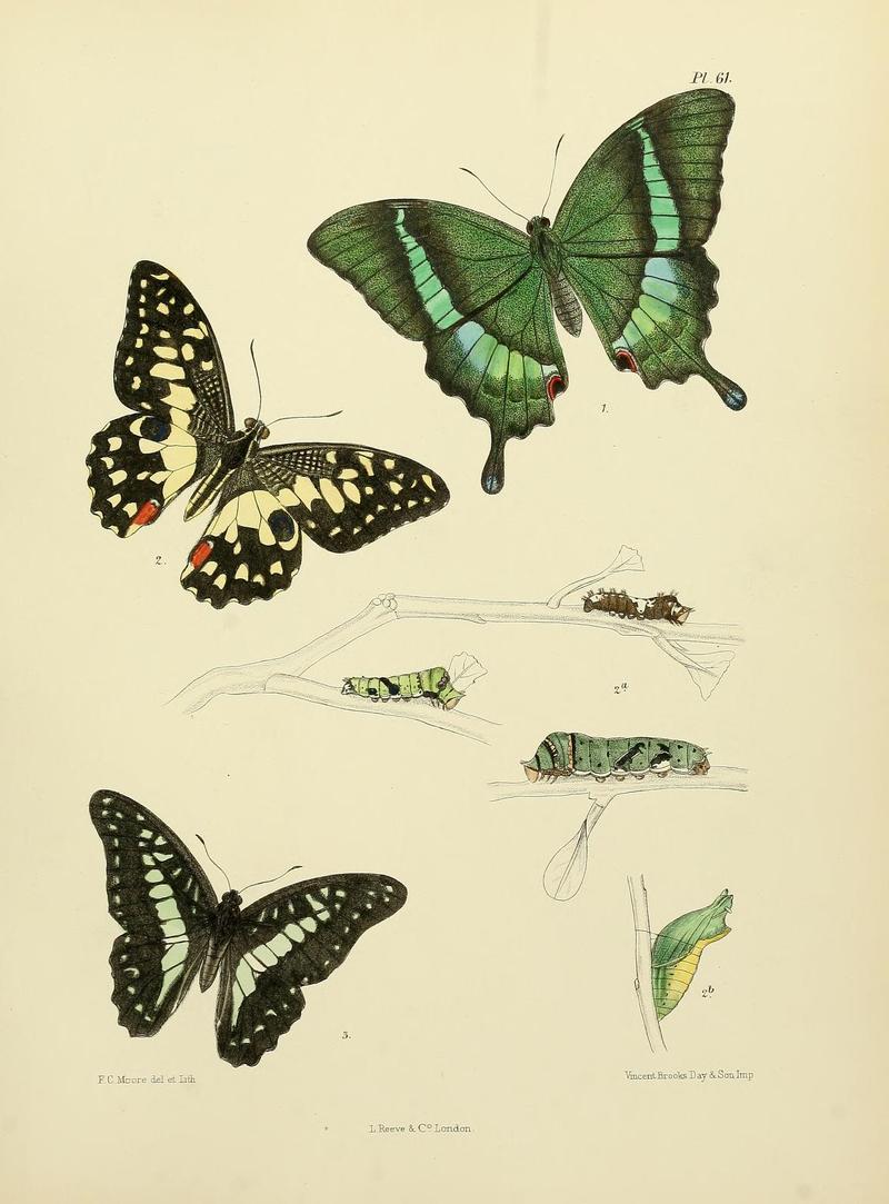 MooreThe Lepidoptera of CeylonPlate61